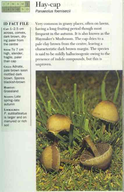 Hay-cap (Panaeolus Foenisecii)